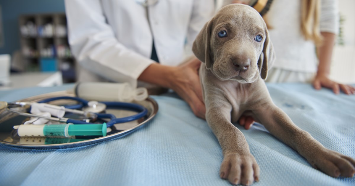 How Spay or Neuter Surgery Can Keep Your Pet Healthy